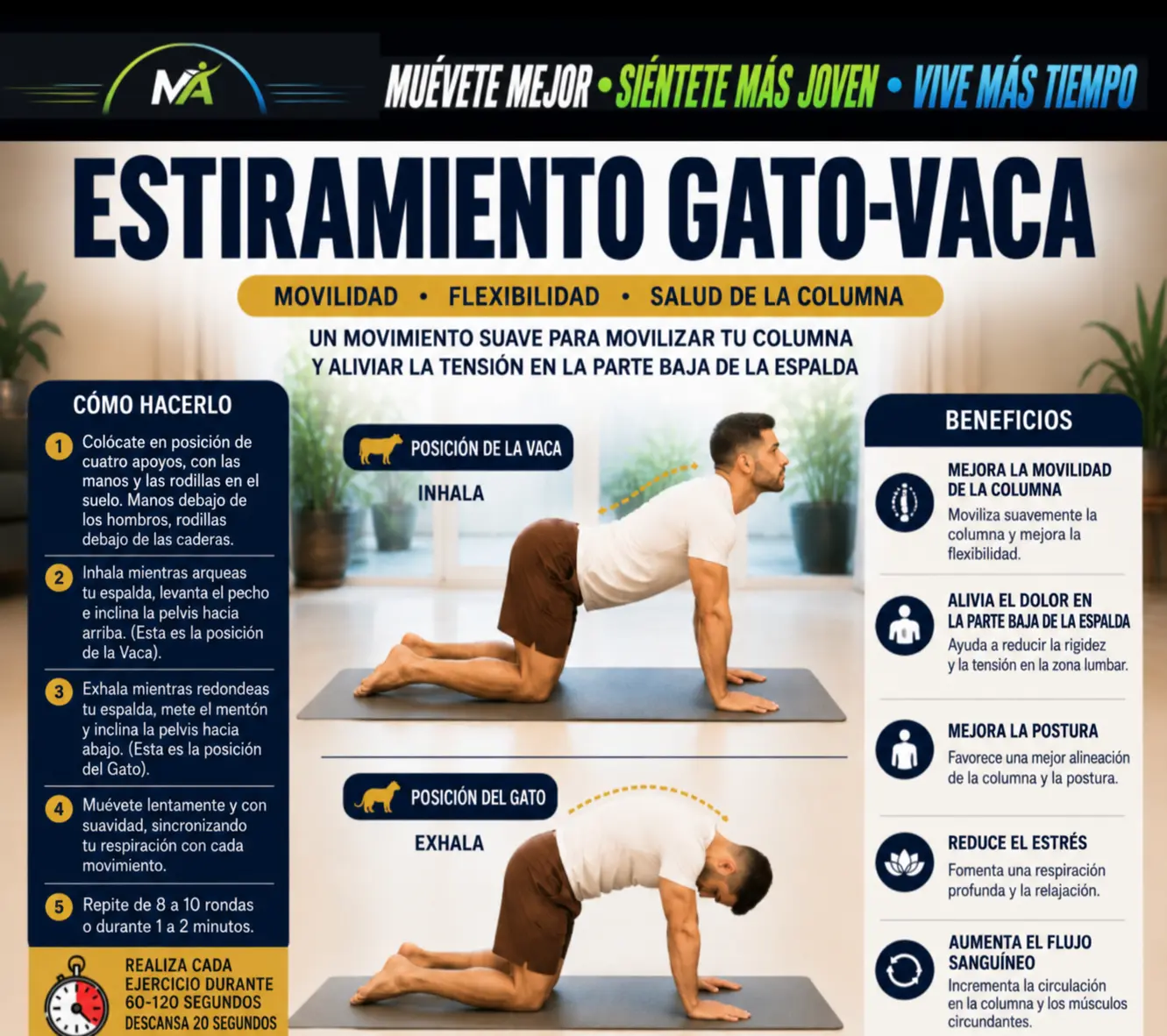 ESTIRAMIENTO GATO-VACA