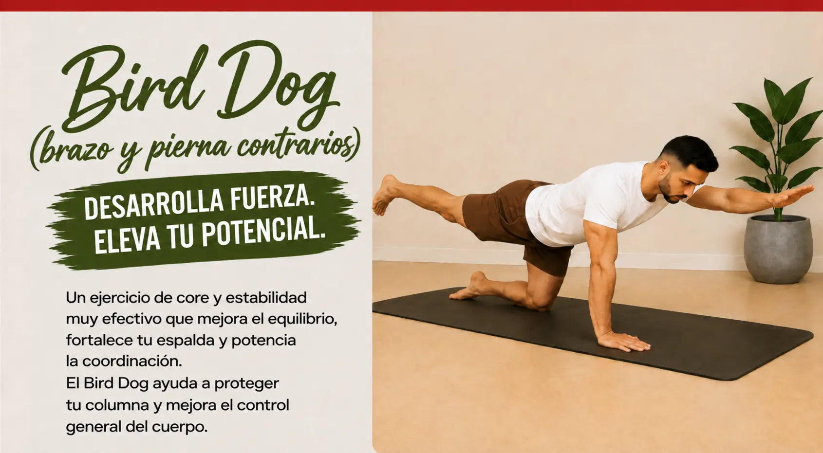 BIRD DOG — BRAZO Y PIERNA CONTRARIOS